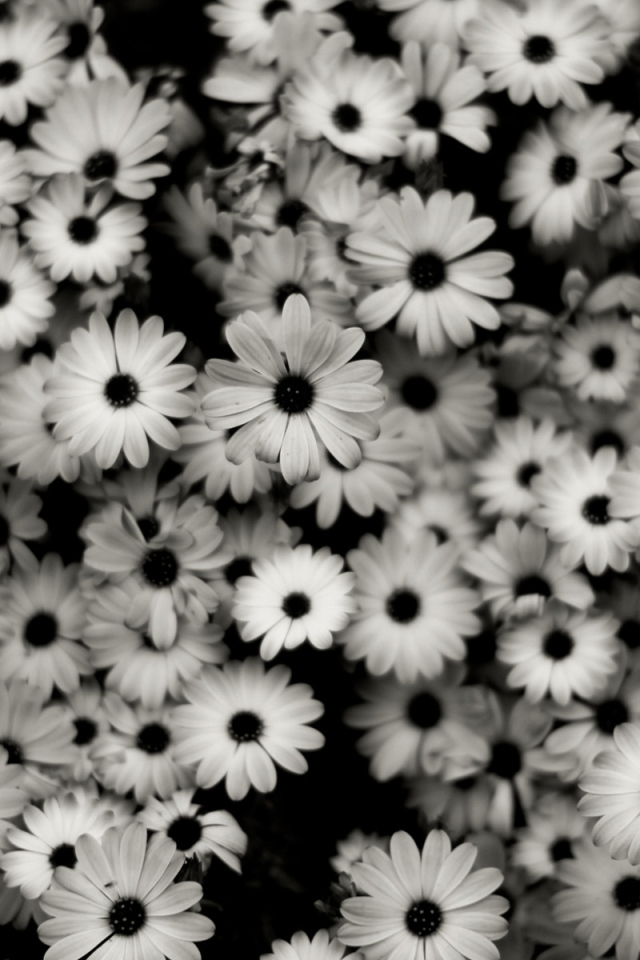 Черно-белые цветы