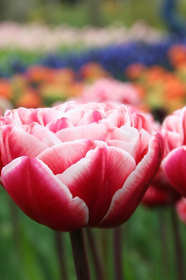 Распустившиеся тюльпаны