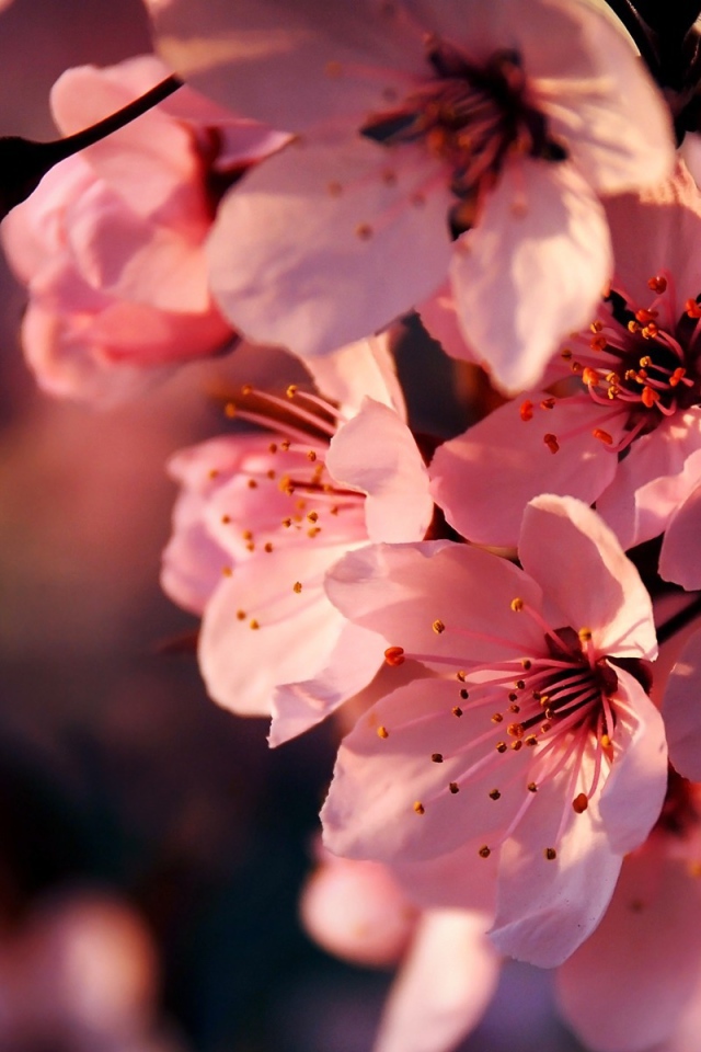 Цветущая ветка