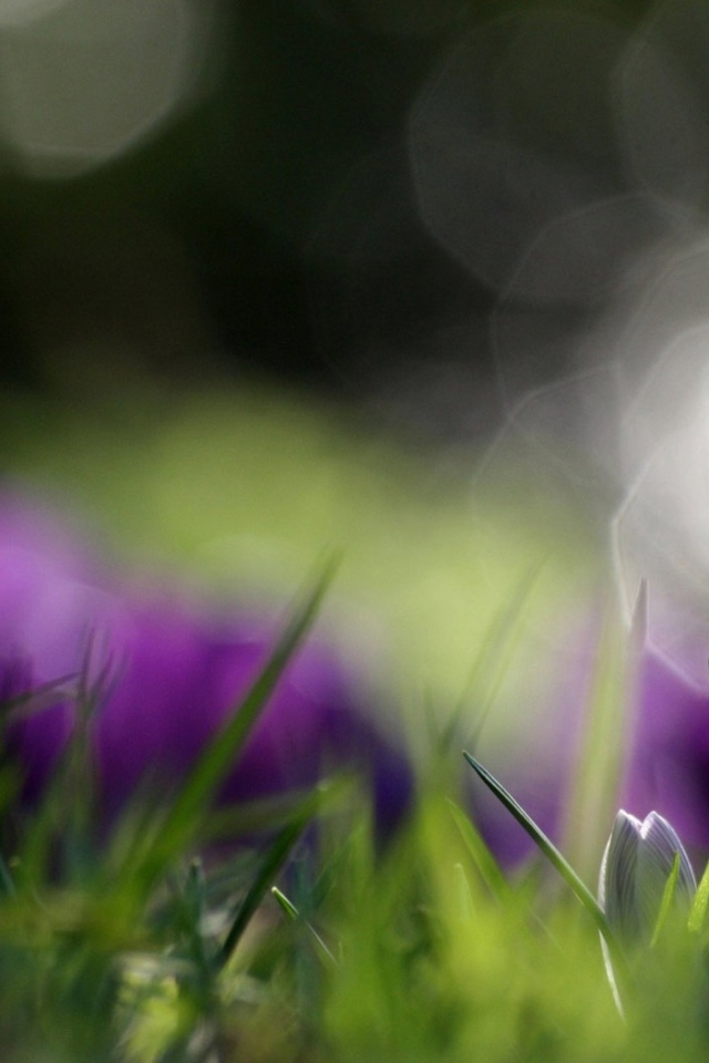 Распустившийся крокус