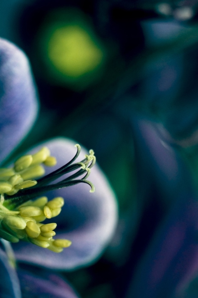 Синий цветок