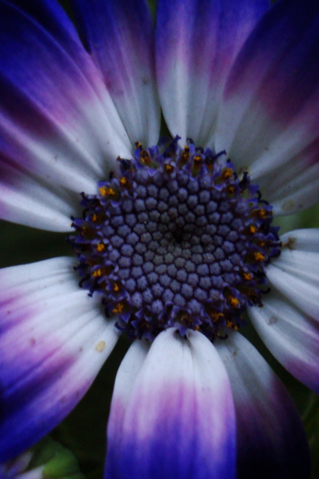 Синий цветок