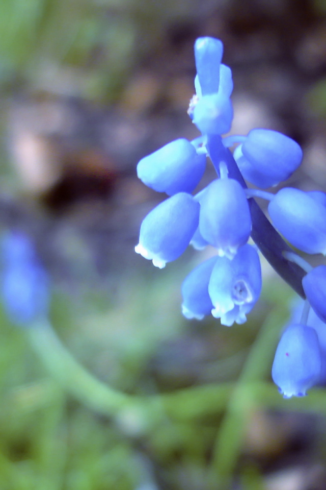 Голубые цветочки