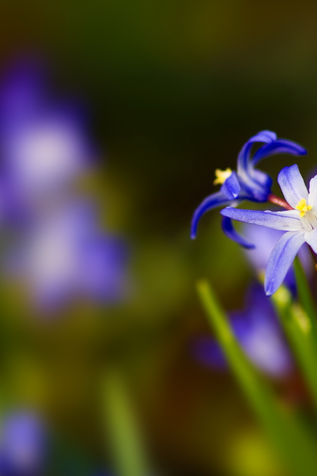 Синии цветочки