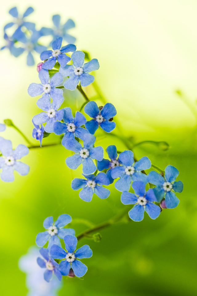 Голубые цветочки