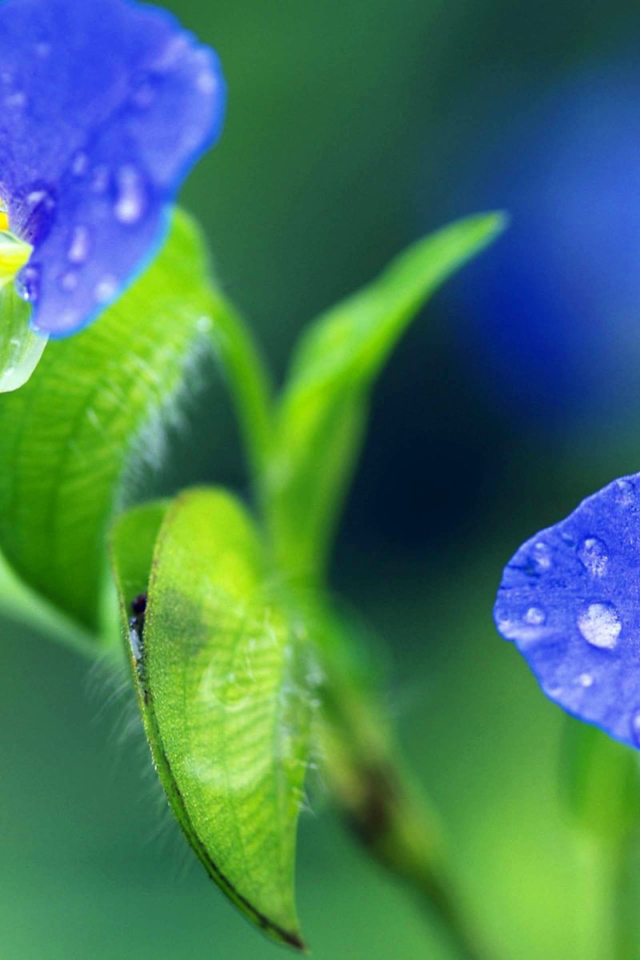 Синие цветочки