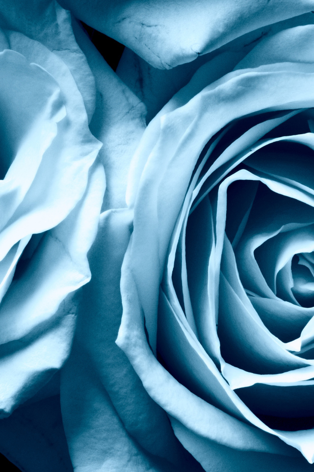 Голубые розы в подарок