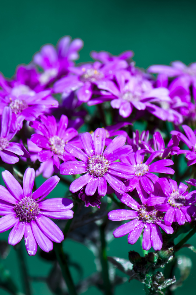 Букет цветов