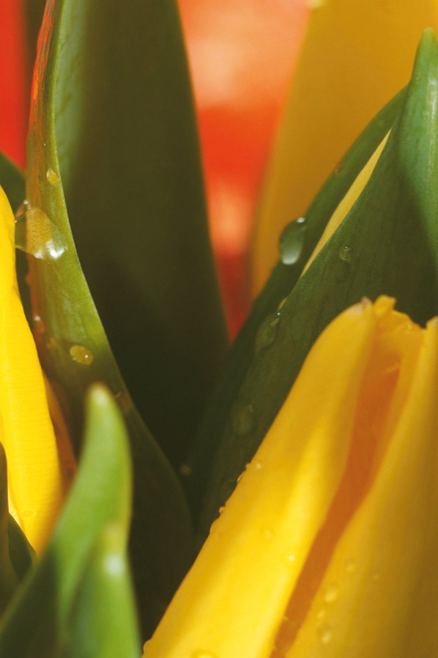 Букет желтых тюльпанов