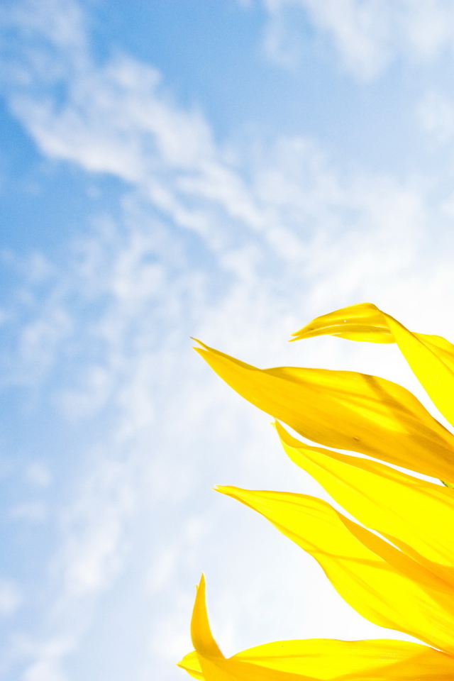 яркий Подсолнух