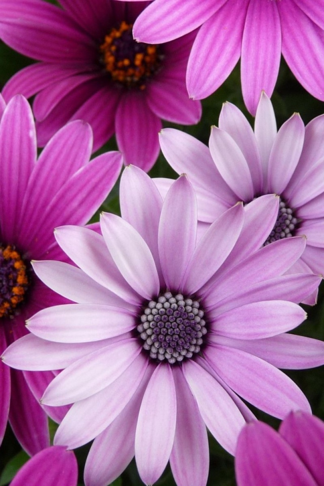 Яркие цветы