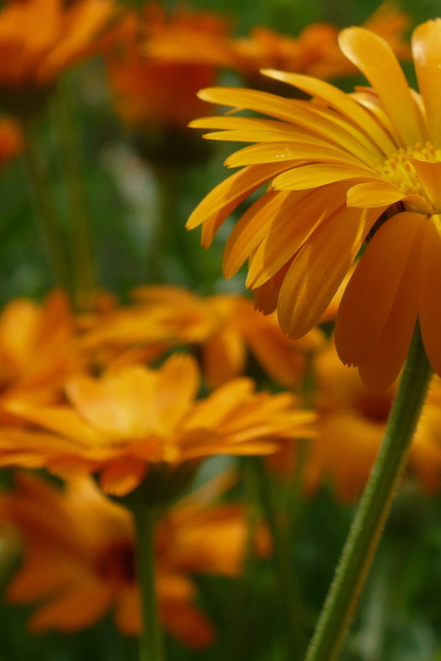 Яркие герберы