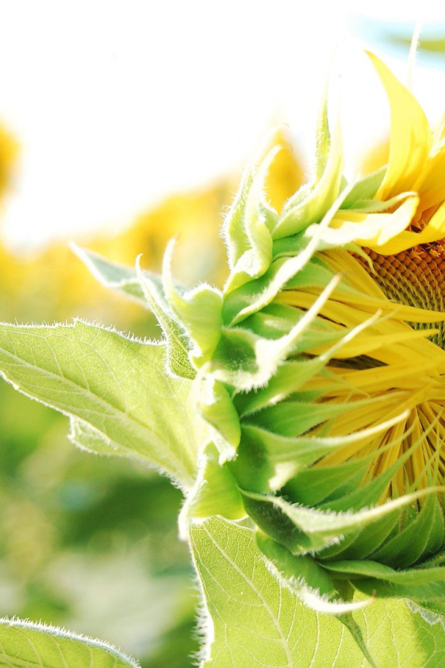 Распускающийся подсолнух