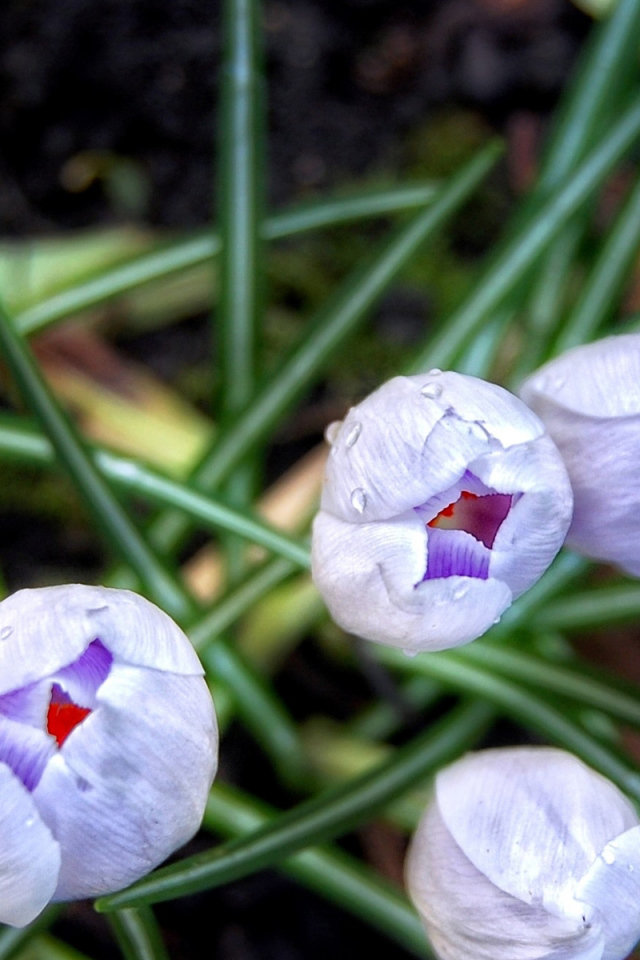 Бутоны шафрана