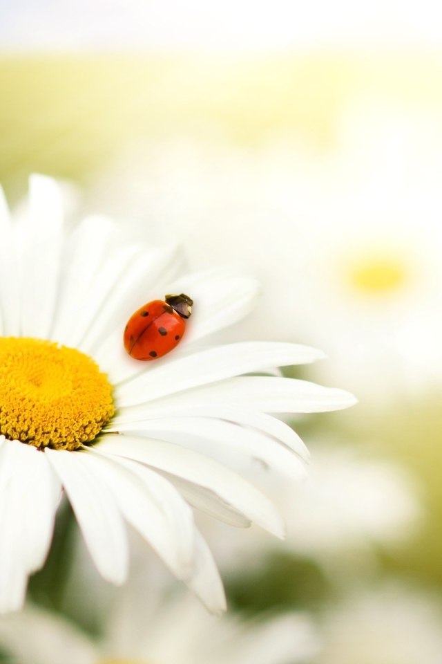 Ромашка и божья коровка