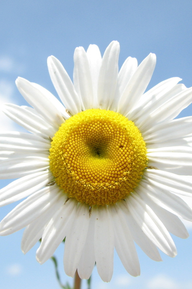 Веселая ромашка