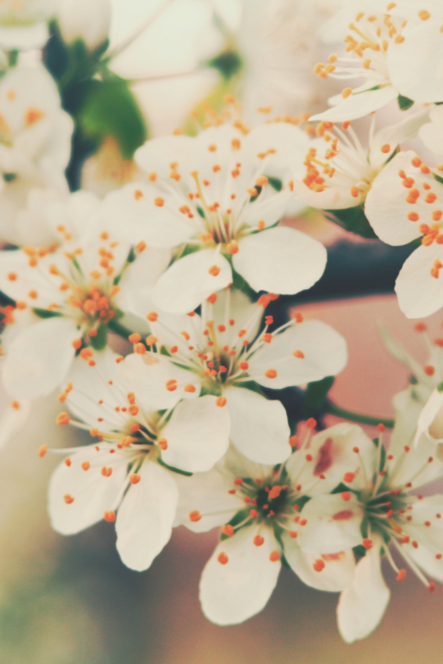 Цветение вишни