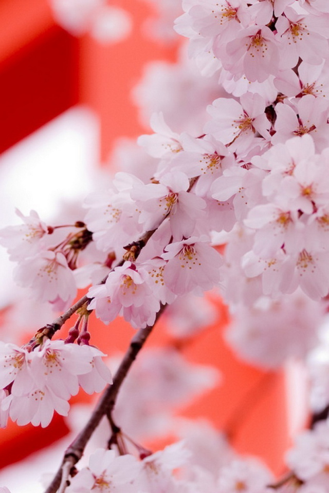 Цвет саккуры