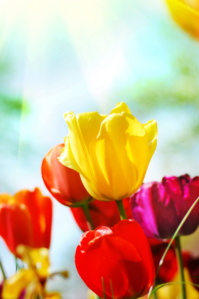 Разноцветные тюльпаны