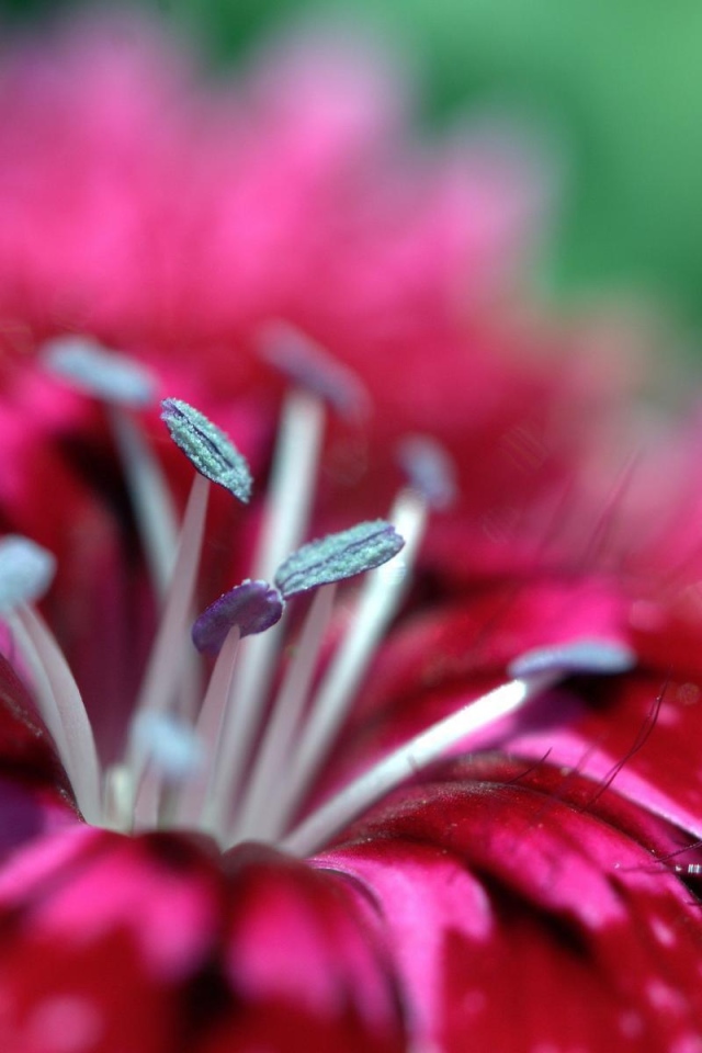 Малиновый цветок