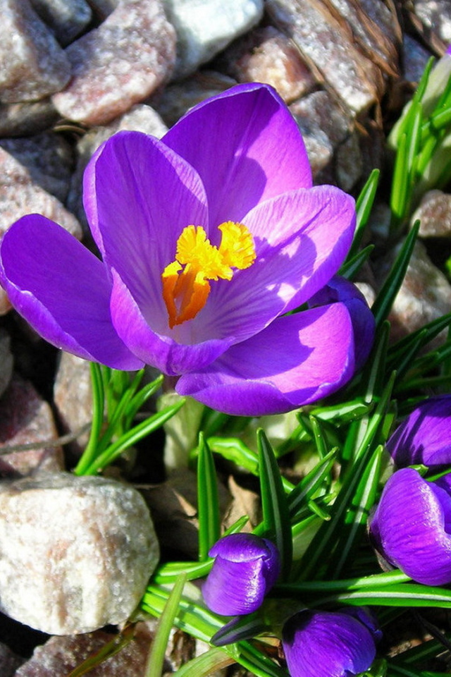Крокусы на камнях