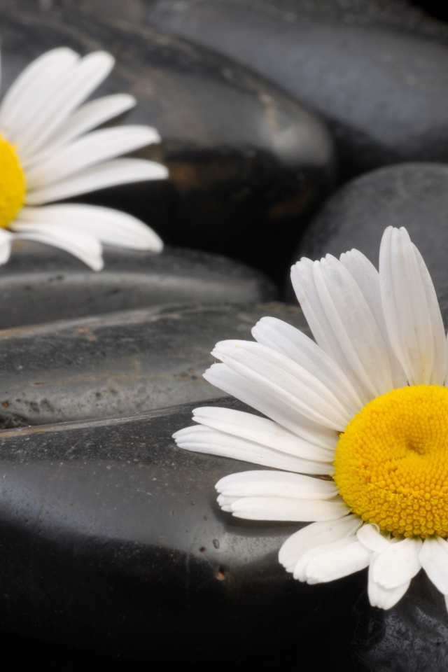 Ромашки среди камней