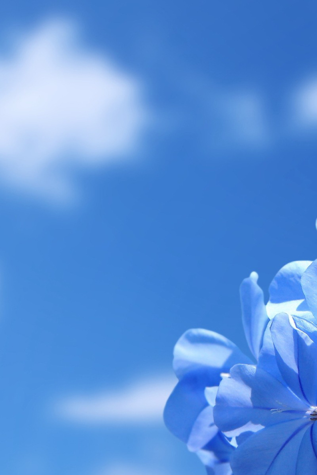 Нежные цветочки