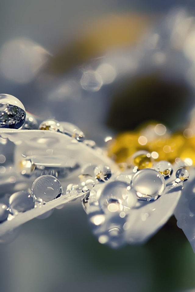 Капли на лепестках, макро