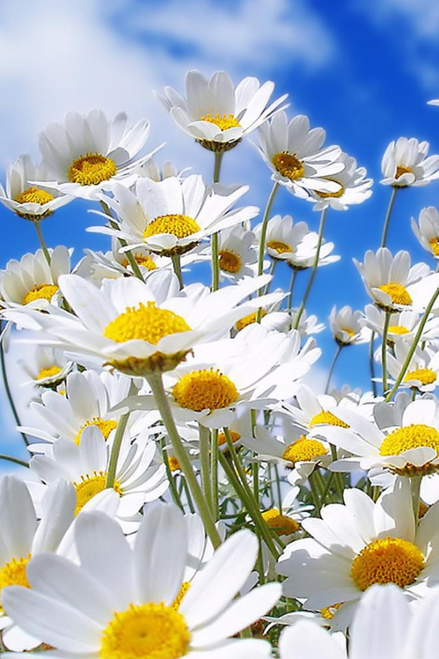 Семейка ромашек