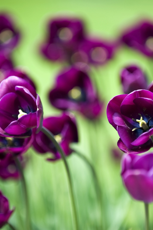 Поле тюльпанов