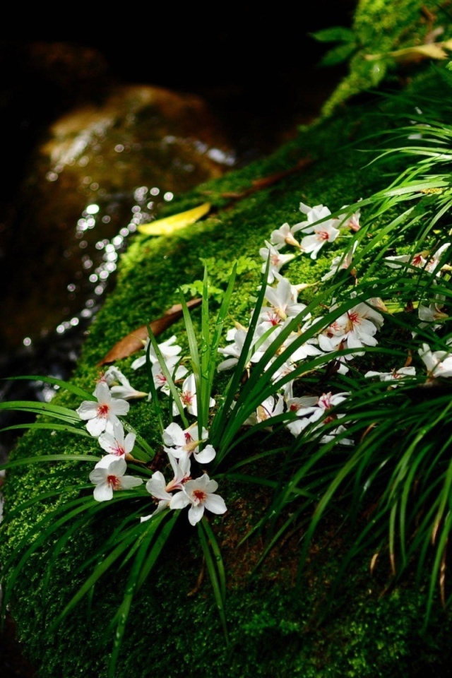 Цветочки у ручья