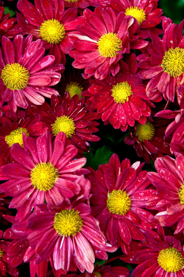 Цветочный ковер