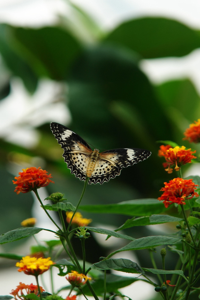 Цветочная клумба