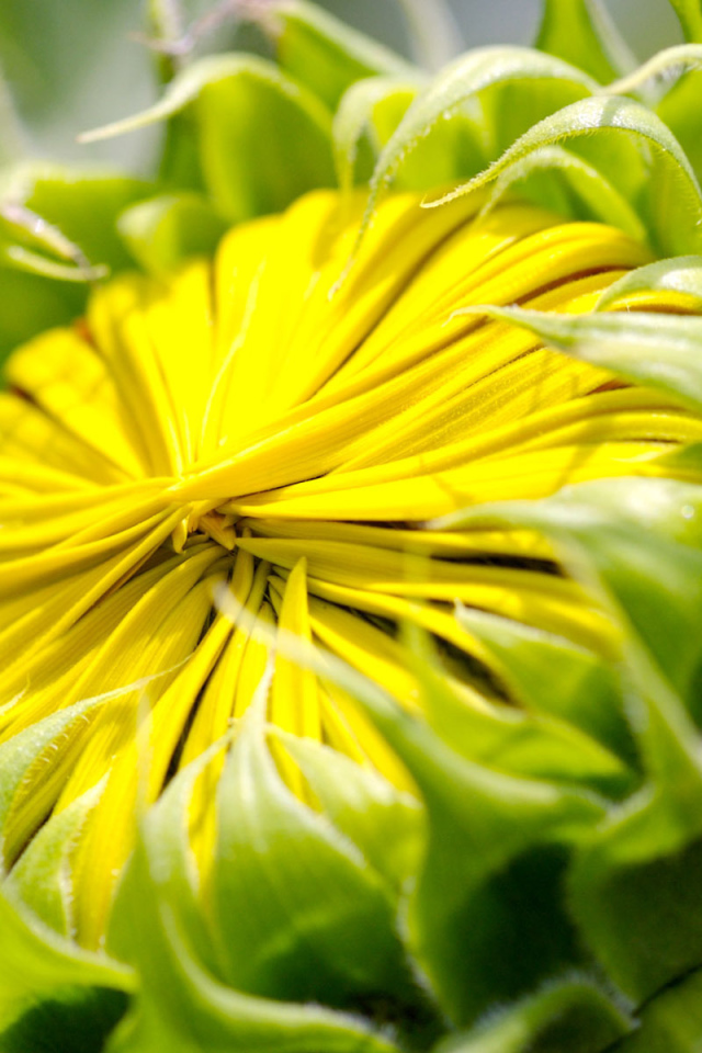 Бутон цветка, макро