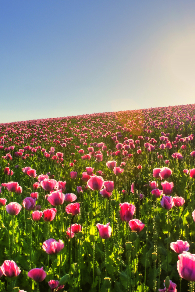 Цветочное поле