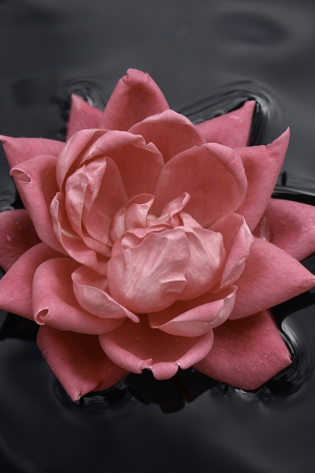 Цветок в  воде