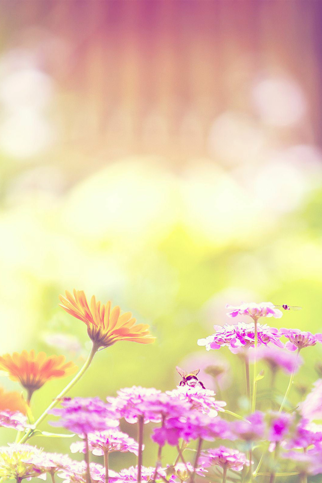 Цветы на клумбе