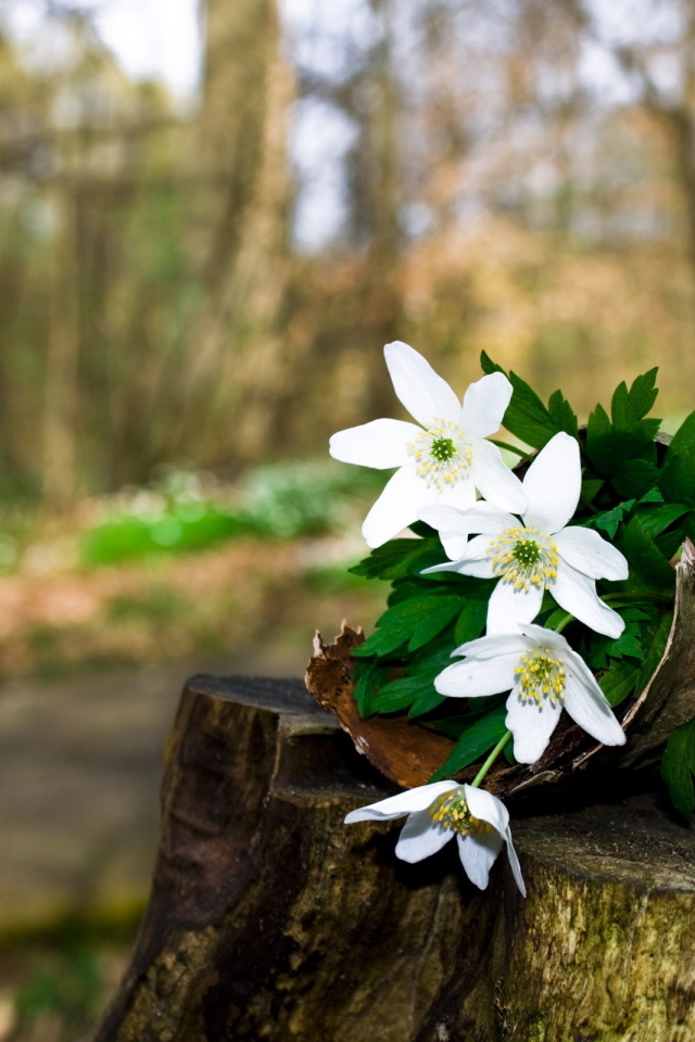 Цветочки на пьне