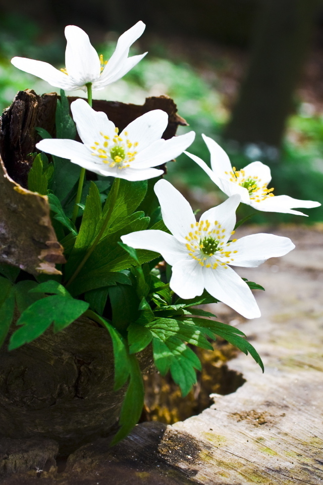 Цветы на пеньке