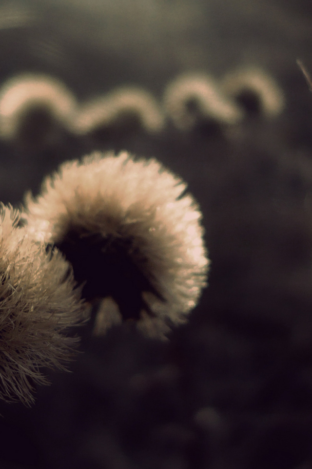 Пушистые шапки