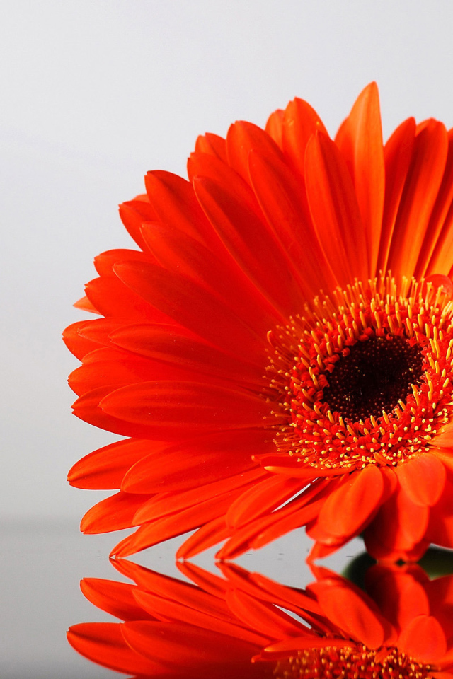 цветок Гербера