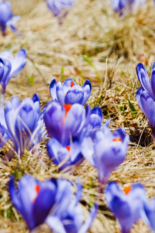 Поляна крокусов