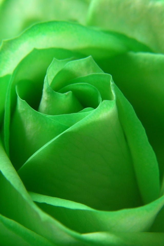 Зеленая роза