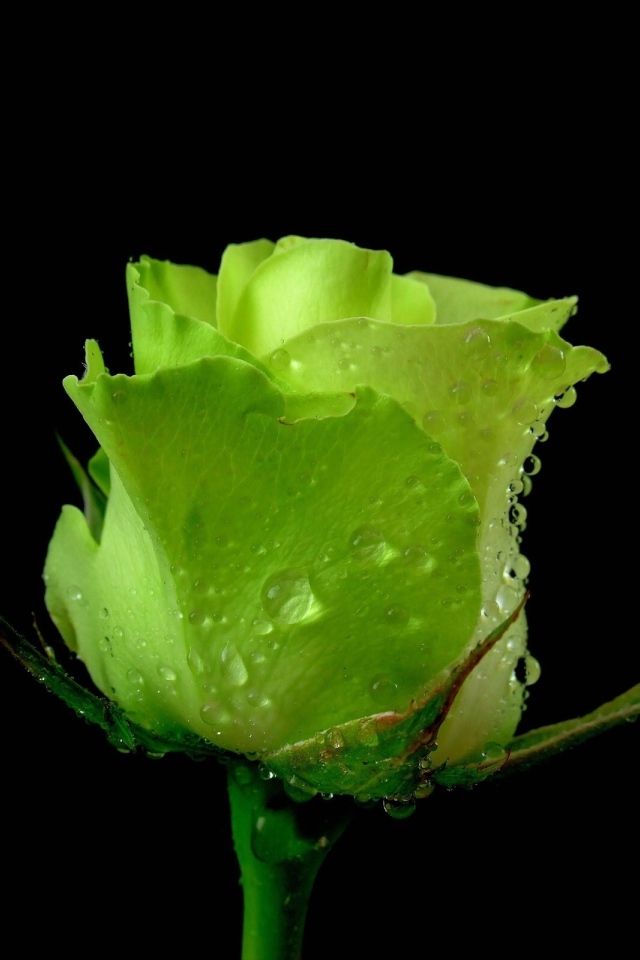 Зеленая роза