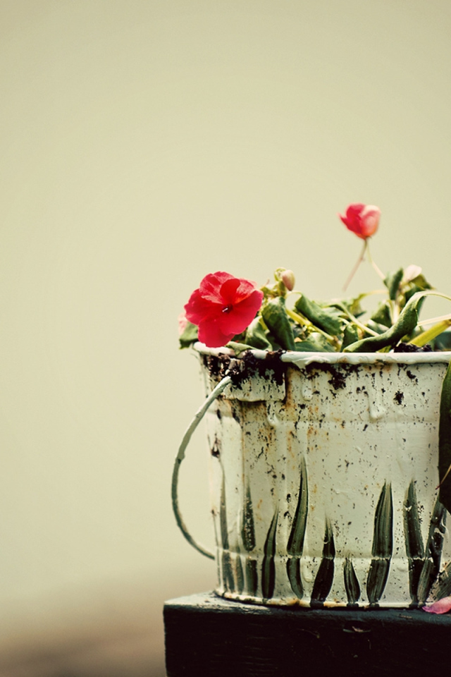 Вялые цветы