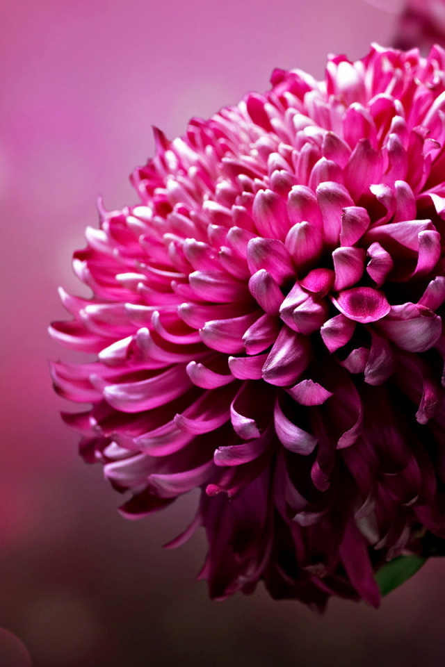 Большой цветок