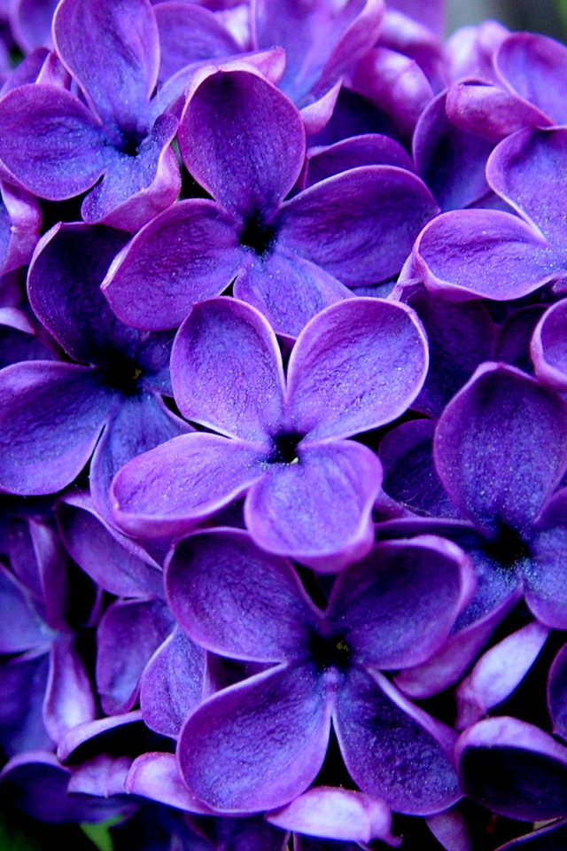 Ветка сирени