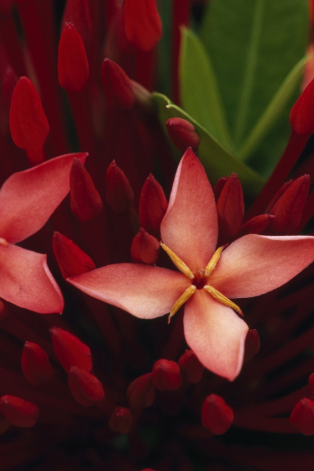 Живые цветы обои