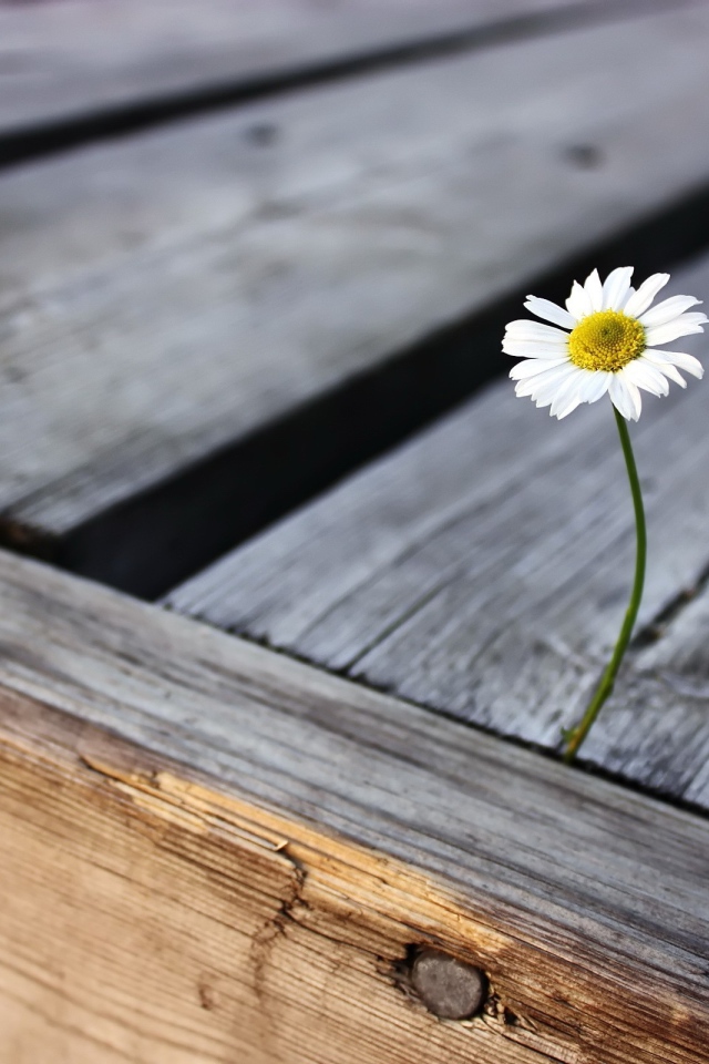 Одинокая ромашка