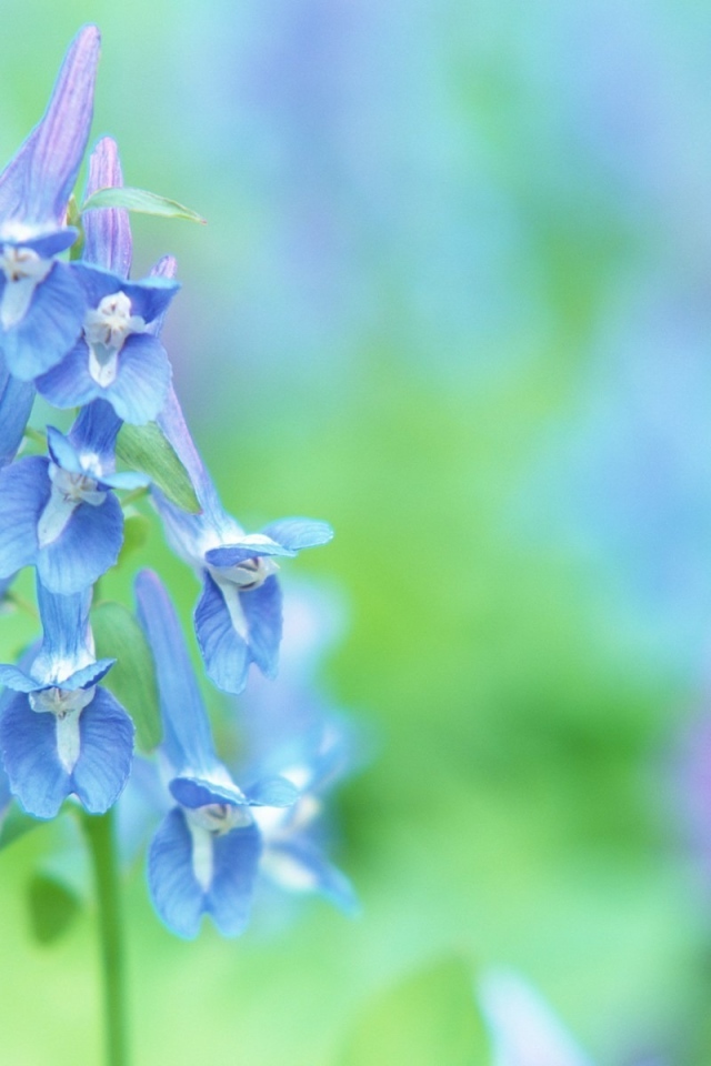 Луговые цветочки